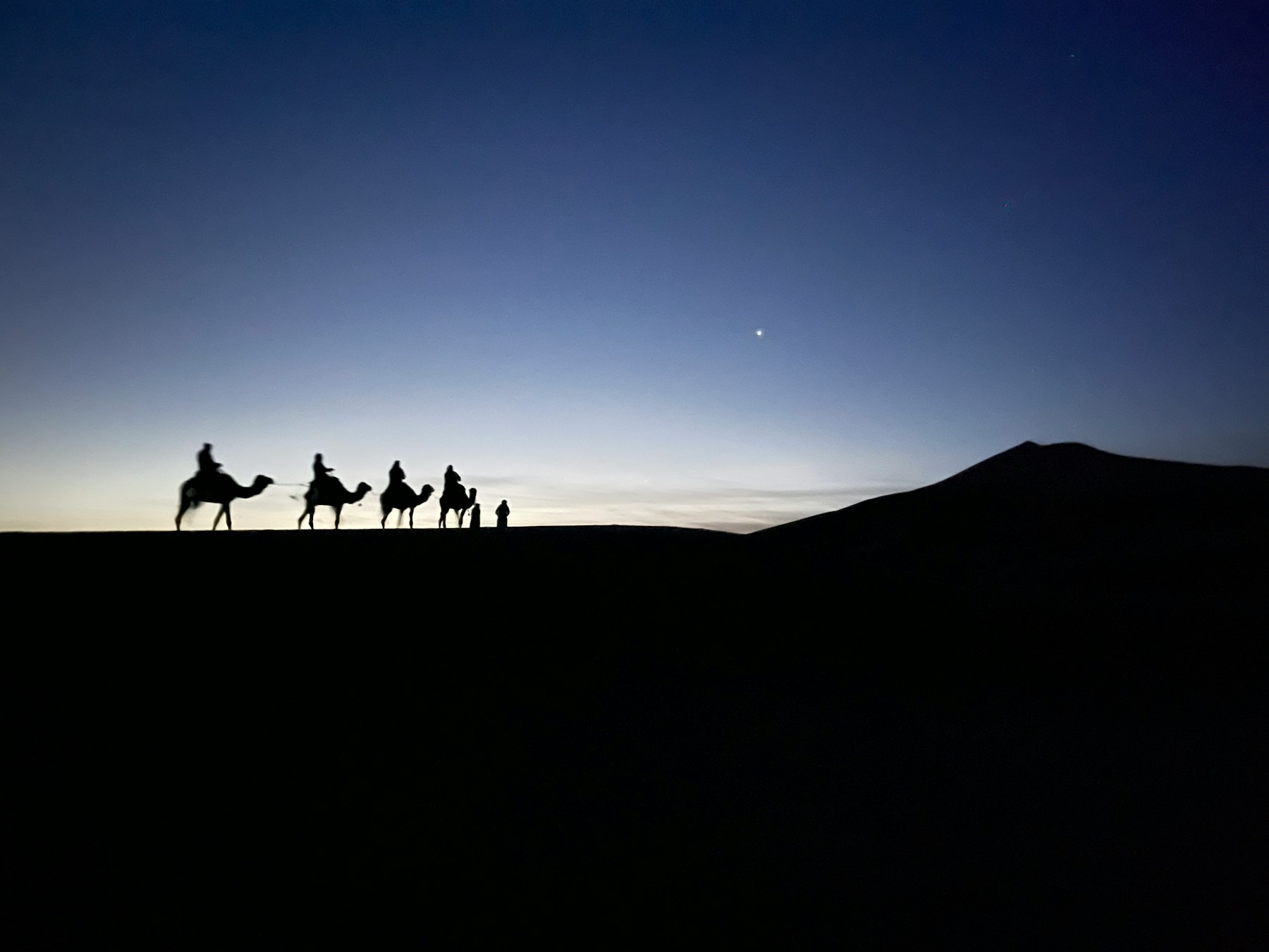 Paseo en camello en el Sahara